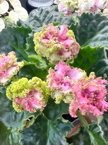 African violet narjadniy - african, violet(ek-narjadniy
