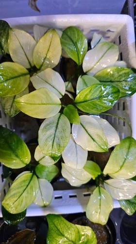 Anubias broad white - anubias,