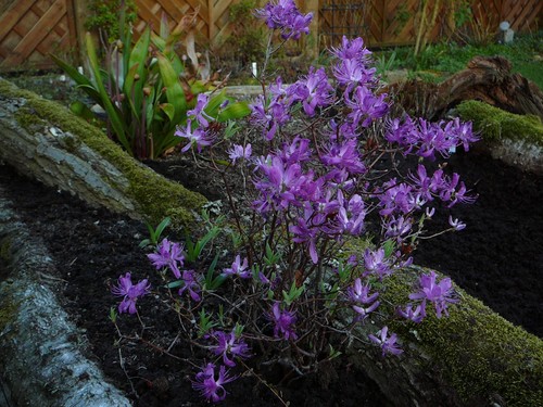 Rhododendron canadense - ,