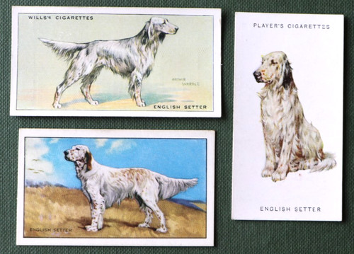 English setter vintage - vintage, 30er