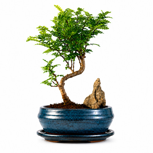 Chinesischer pfeffer bonsai - chinesischer, pfeffer-bonsai
