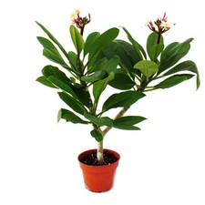 Hawaianischer Tempelbaum -
