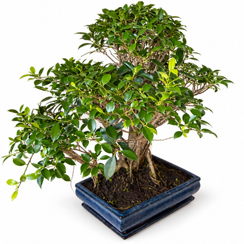 Bonsai ficus retusa jahre - ficus,