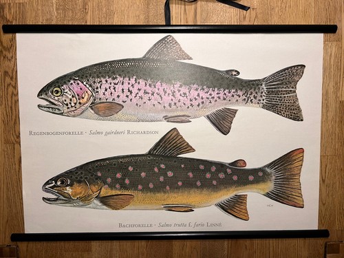 Forelle fisch fische - forelle,