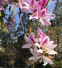 Orchideenbaum 12 Samen Exot Bauhinia schöner Blütenzauber sehr selten