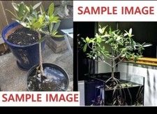 One Red Mangrove Tree Height