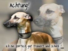 WHIPPET Windhund
