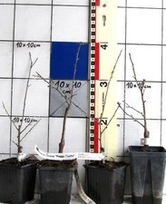 Prunus mume "Peggy Clarke"   -