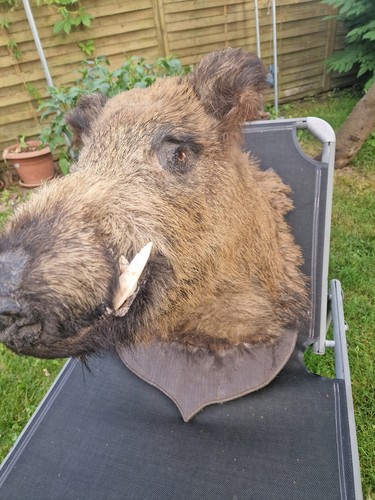 Wildschweinkopf-Keiler