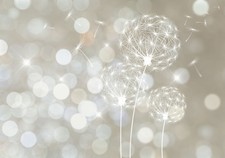 Blumen Pusteblume Grau Beige VLIES FOTOTAPETE 3D WOHNZIMMER TAPETE WANDBILD XXL