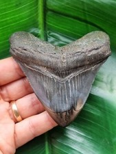 8,9 cm großer polierter Zahn