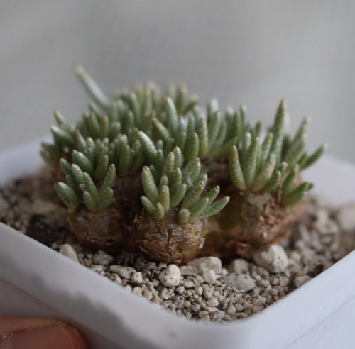 Avonia quinaria kakteen - avonia,