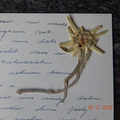 Edelweiß echtes - edelweiß,