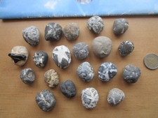 20 versteinerte Cyclaster