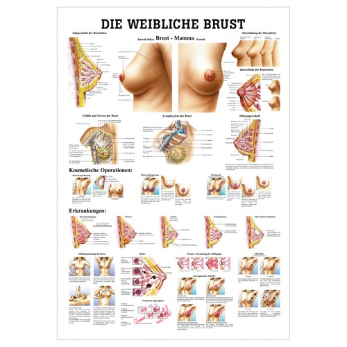 Weibliche brust lehrtafel - weibliche,