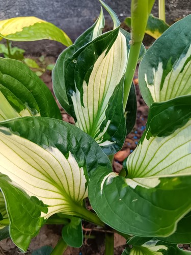 Funkie grün weiß - funkie, (hosta)