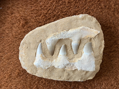 Mosasaurus