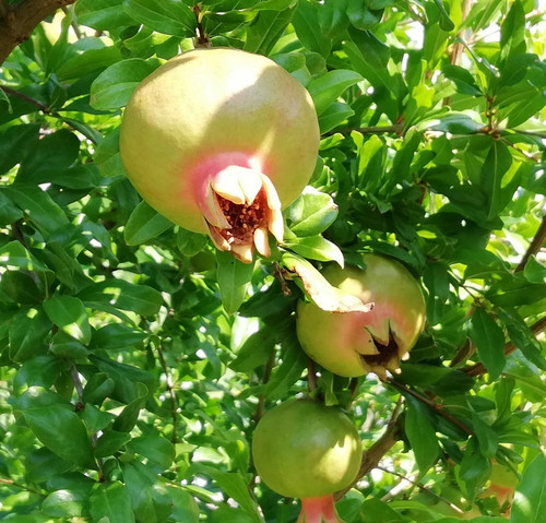 Gute obst samen exotisches - gute,