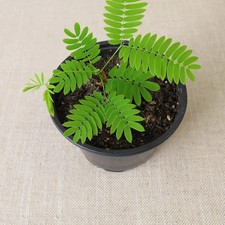 Mimosa pudica  ? Reagiert auf Berührung! Lebende Pflanze im Topf