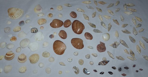Muschelsammlung aus auflösung - muschelsammlung,