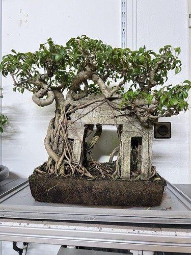 Bonsai ficus benjamin mit - ficus,