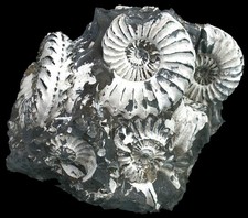 Lias  Pleuroceras spinatum