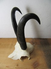 Kapitale Gams Gamsbock Gämse Gamskrickerl Trophäe Geweih