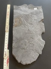 Schieferplatte Holzmaden Ammonit beidseitig