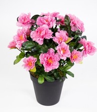 Azalee 24cm rosa pink topf - im,