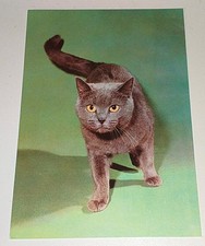 Katze Karthäuser Cat