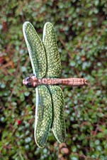 filigrane Libelle grün