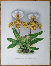 Linden Lindenia Originaldruck