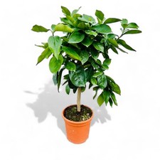 Tropictrees - Zitrusbaum -