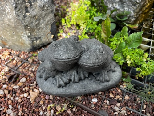 Frosch paar froschpaar tier - frosch,