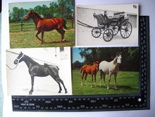 Pferde - 12X alte