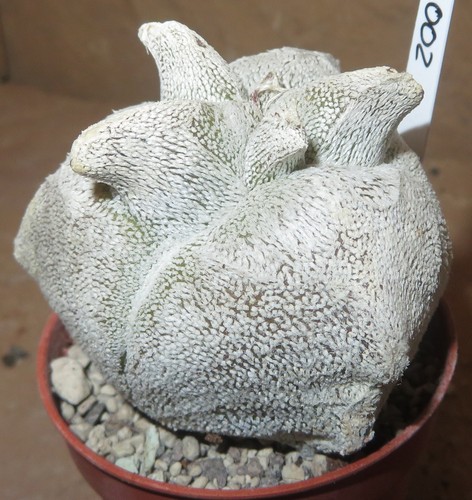 Astrophytum coahuilense - , cv