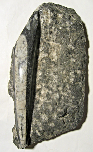 Versteinerung fossil poliert - fossil,,