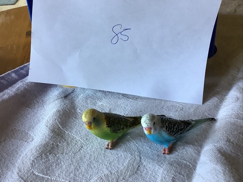 Schleich vogel wellensittich - vogel,