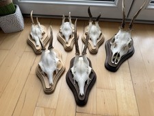 Kleine Rehgeweihe, Spießer