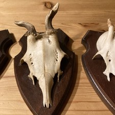 3 Gehörn abnorm klein