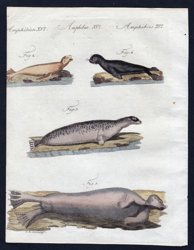 Seelöwen seal robbe robben - seelöwen,