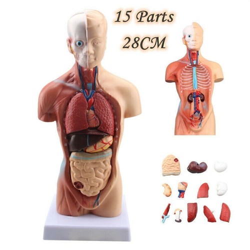 Menschlicher torso anatomie - menschlicher,