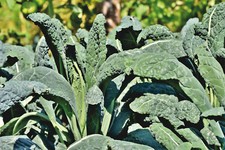 Toskanischer Palmkohl Nero di