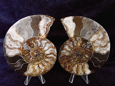 Großer, gesägter, roter