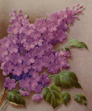 2/1139 SAMMELBILD FLIEDER -  ZIGARETTENFABRIK KARL MÜLLER DRESDEN SACHSEN