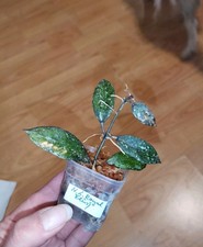 Hoya Lacunosa Royal Flush