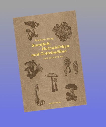 Samtfuß holzstielchen und - holzstielchen,