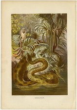 Anakonda Boa Riesenschlange Dschungel Ufer Bildtafel Chromolithographie 1890