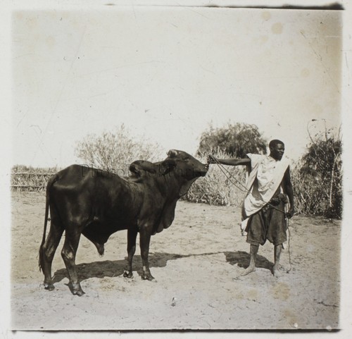 Afrika foto ne15 glasplatte - afrika,