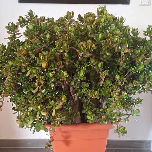 Grosser älterer geldbaum - Älterer, ca